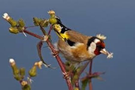 images (1) - CARDUELIS-CARDUELIS