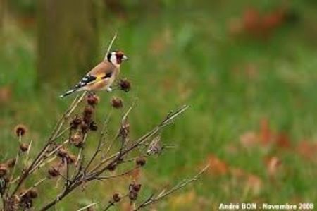 images (3) - CARDUELIS-CARDUELIS