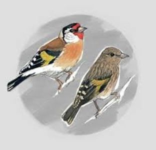 images (4) - CARDUELIS-CARDUELIS