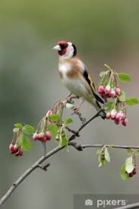 images (12) - CARDUELIS-CARDUELIS