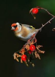 images (18) - CARDUELIS-CARDUELIS