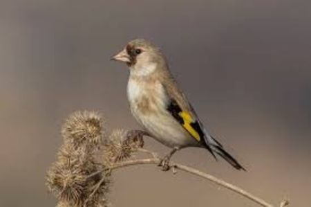 images (19) - CARDUELIS-CARDUELIS