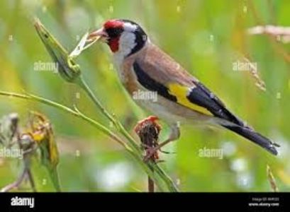 images (26) - CARDUELIS-CARDUELIS