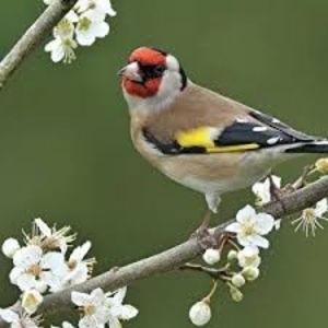 images (31) - CARDUELIS-CARDUELIS