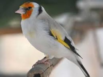 images (33) - CARDUELIS-CARDUELIS