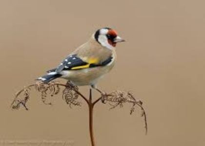 images (34) - CARDUELIS-CARDUELIS
