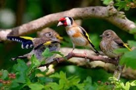 images (39) - CARDUELIS-CARDUELIS