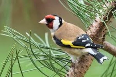 images (40) - CARDUELIS-CARDUELIS