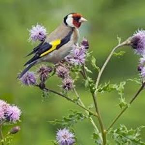 images (43) - CARDUELIS-CARDUELIS