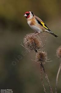 images (44) - CARDUELIS-CARDUELIS