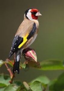 images (47) - CARDUELIS-CARDUELIS