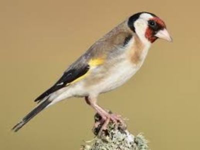 images - CARDUELIS-CARDUELIS