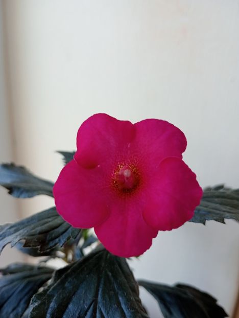  - RFs Berry Sweet