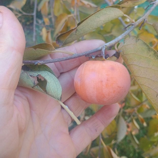 persimon Tamkam - Arbori fructiferi 2024