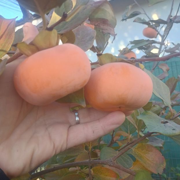 kaki Fuyu - Arbori fructiferi 2024