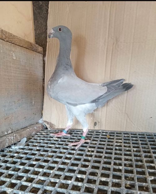 8691524C-9929-40A3-A43F-3B2E724E14F2 - Germani