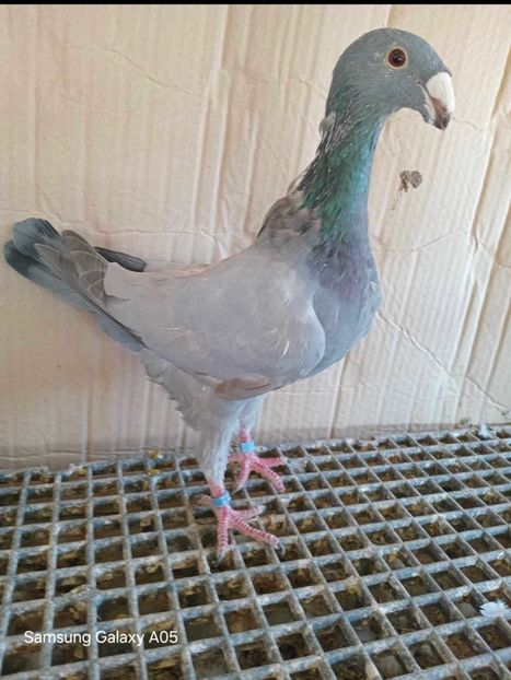 FB5DCEDD-BEC7-4163-99F8-EC3D18FFD76E - Germani