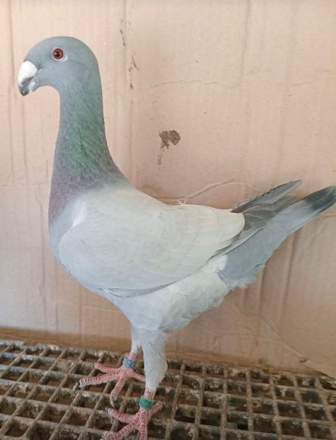 049A43E3-7BCB-4D59-8357-B79050DE1D5A - Germani