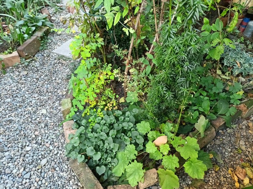 08.11.2024 - Grădina 2024 continuare 5