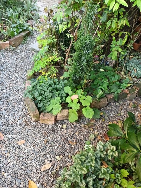  - Grădina 2024 continuare 5