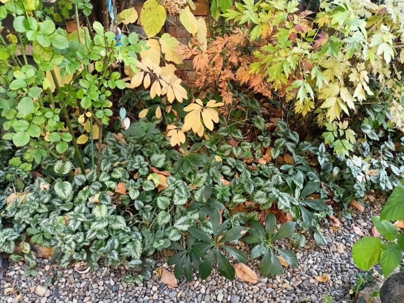 Mai Kujaku - Grădina 2024 continuare 5