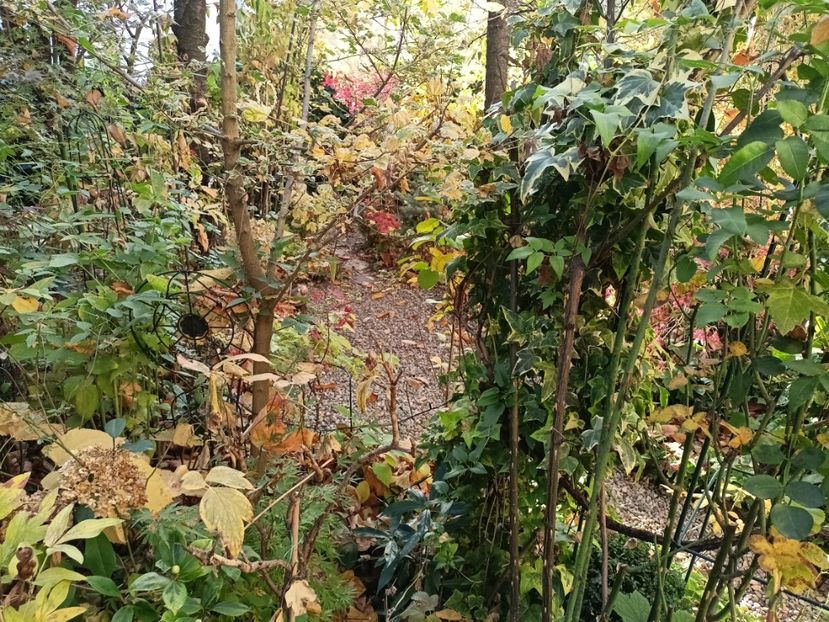  - Grădina 2024 continuare 5