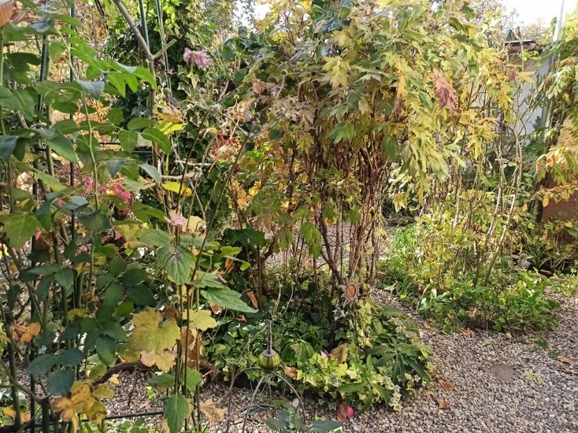  - Grădina 2024 continuare 5