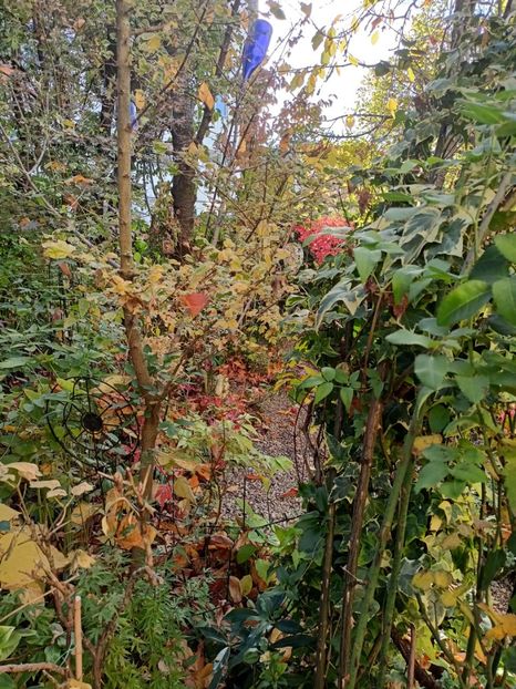  - Grădina 2024 continuare 5