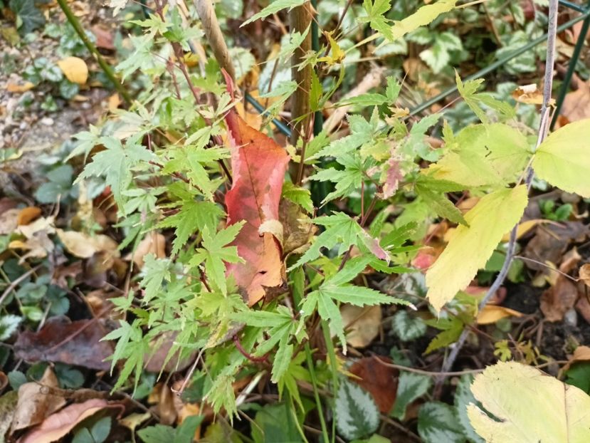 Phoenix - Grădina 2024 continuare 5