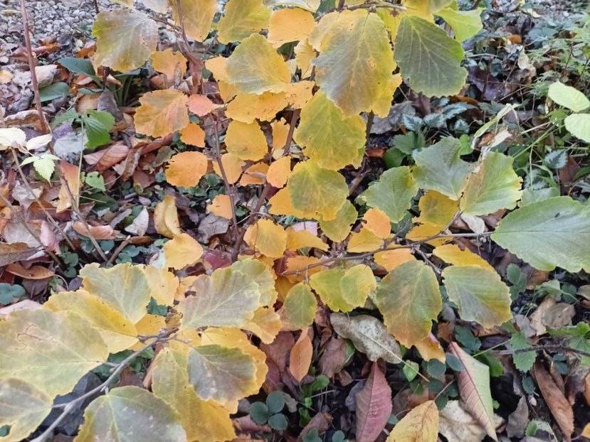 Hamamelis Amethyst - Grădina 2024 continuare 5