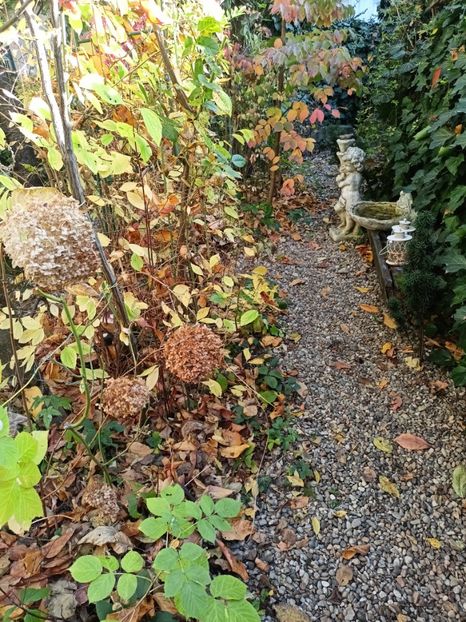  - Grădina 2024 continuare 5