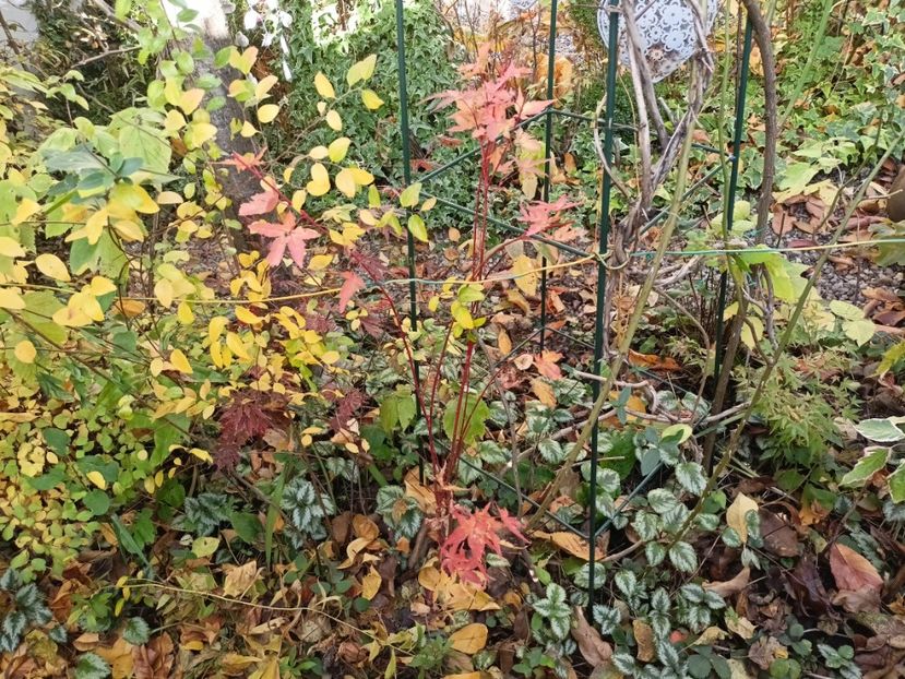  - Grădina 2024 continuare 5