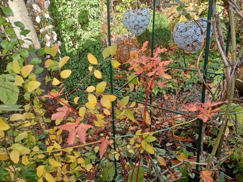 Peve Chameleon - Grădina 2024 continuare 5