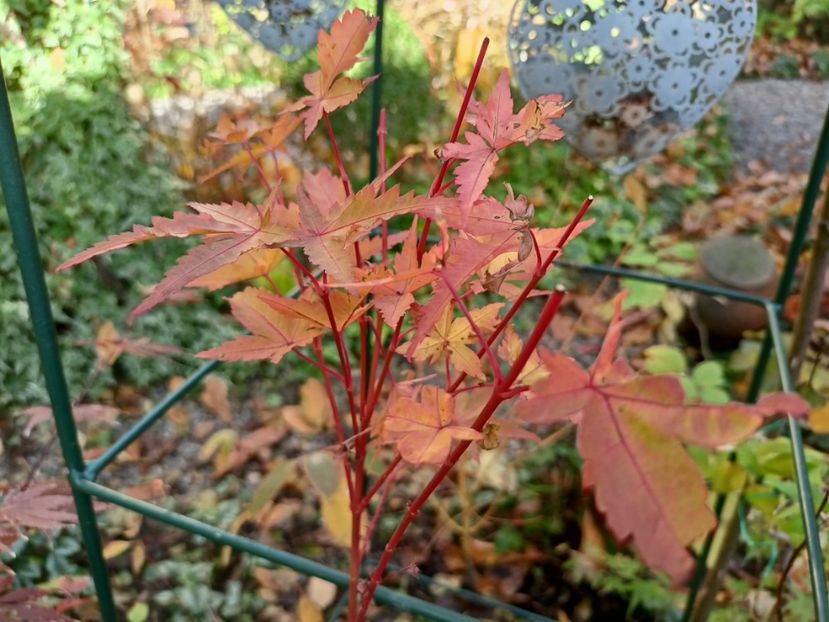  - Grădina 2024 continuare 5