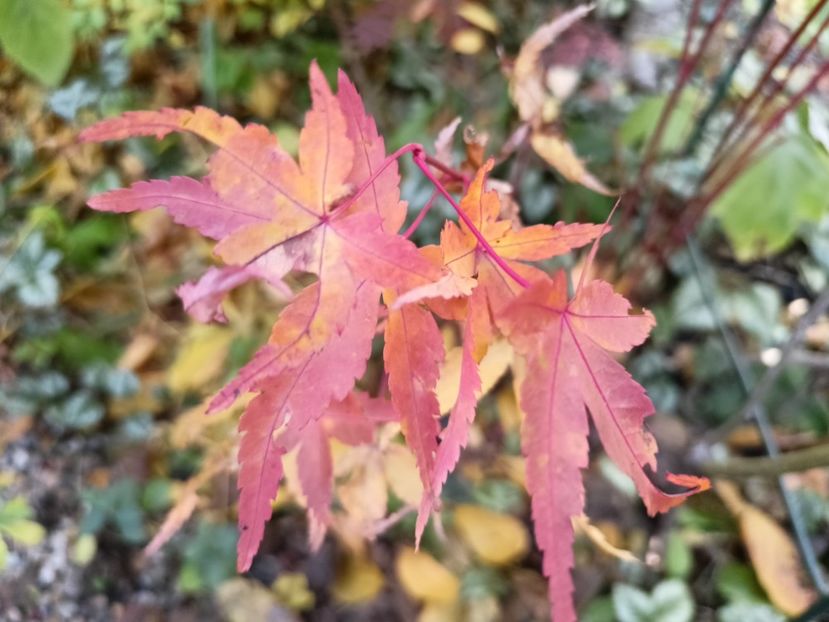 Peve Chameleon - Grădina 2024 continuare 5