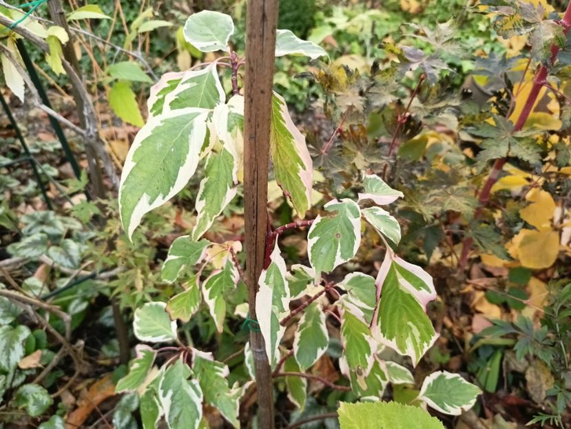 Cornus controversa variegata - Grădina 2024 continuare 5