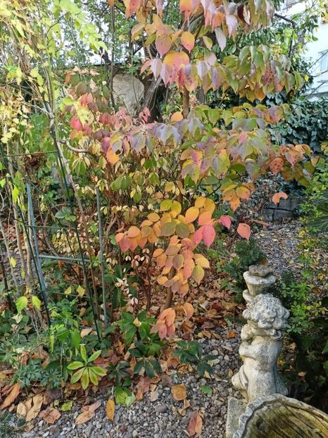  - Grădina 2024 continuare 5