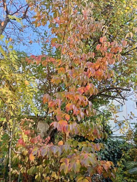 Cornus kousa "Milky Way" - Grădina 2024 continuare 5