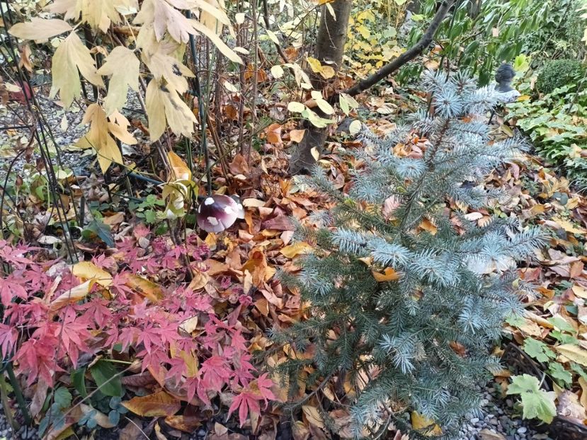  - Grădina 2024 continuare 5