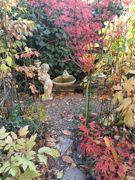  - Grădina 2024 continuare 5