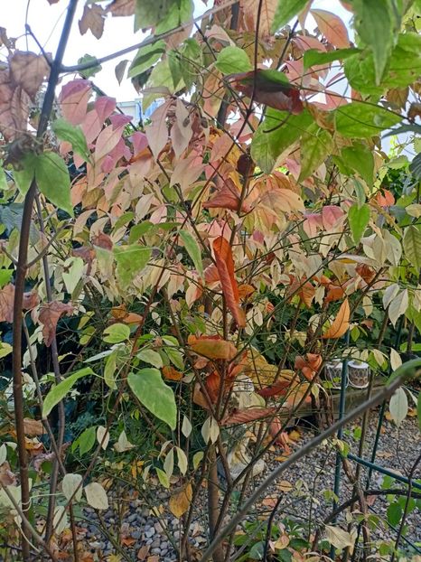 Eonymus alatus - Grădina 2024 continuare 5