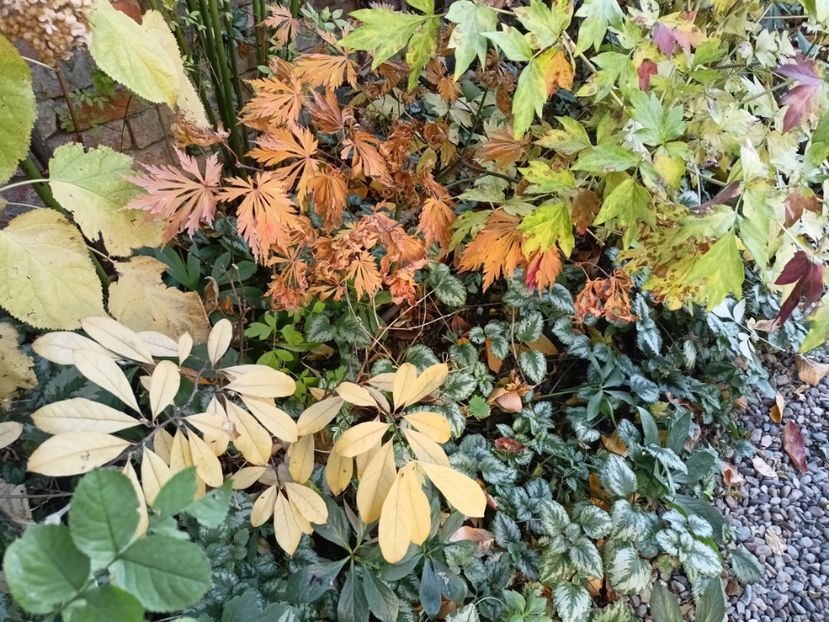 Mai Kujaku - Grădina 2024 continuare 5