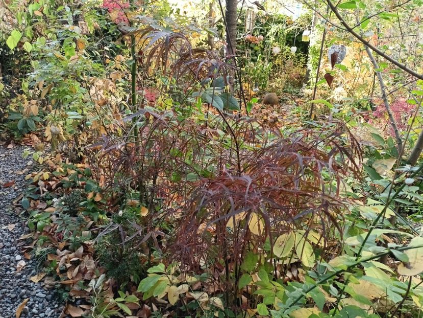 Hubb's Red Willow - Grădina 2024 continuare 5