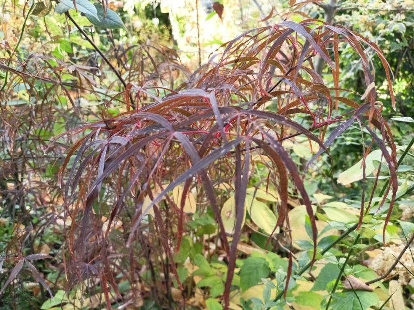  - Grădina 2024 continuare 5