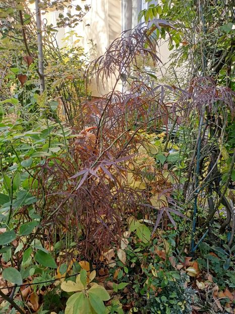  - Grădina 2024 continuare 5