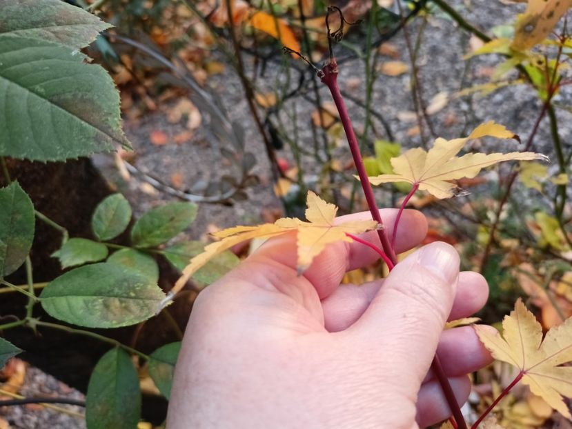 Sango Kaku - Grădina 2024 continuare 5