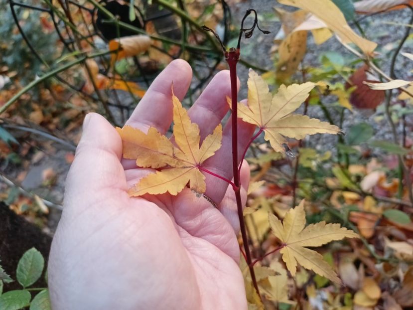  - Grădina 2024 continuare 5