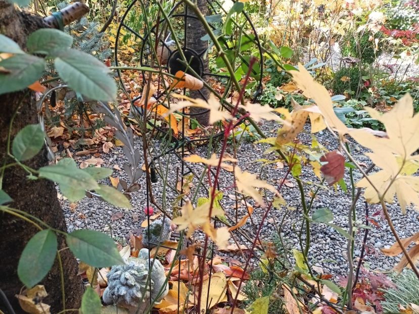  - Grădina 2024 continuare 5