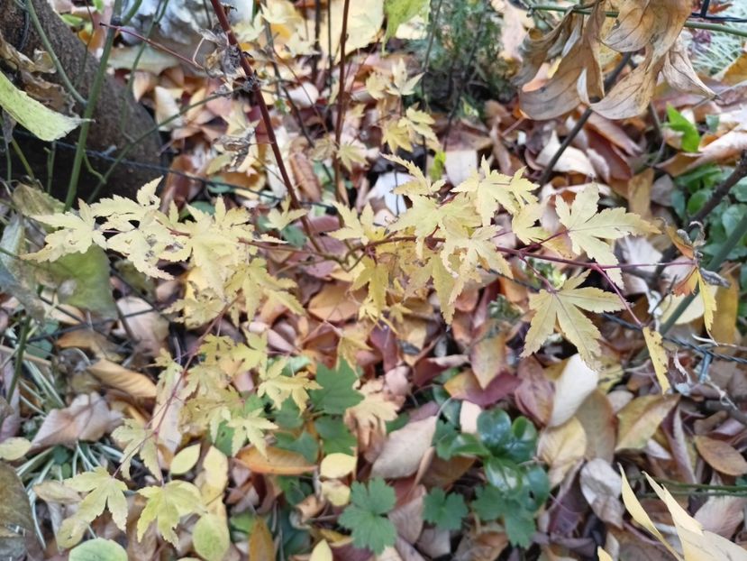  - Grădina 2024 continuare 5