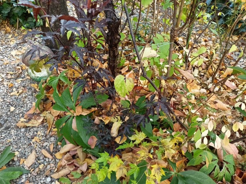 Skeeters Broom și Dragon Master - Grădina 2024 continuare 5